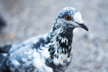 Fototapeta premium What is the pigeon looking for?