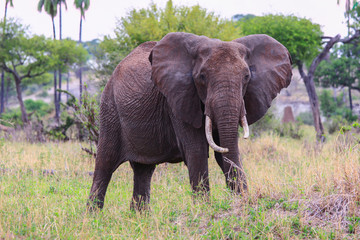 Elephant in Tarangire national Park / Elephant in Tarangire national Park