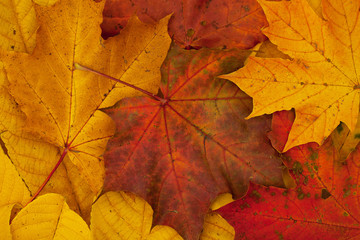 Naklejka na ściany i meble beautiful bright colorful fallen maple leaves