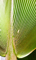 Texture of Palm leaves or Yarey or Copernicia baileyana. It is an ornamental plant which is grown in the garden to decorate