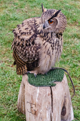 Búho Real para cetrería sobre banco de madera. Bubo bubo.