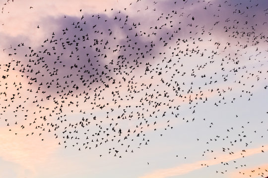  vol d'&eacute;tourneaux au cr&eacute;puscule