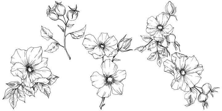 Wildflower rosa canina in a vector style isolated. Black and white engraved ink art. Vector flower for background, texture, wrapper pattern, frame or border.