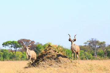 Naklejka na ściany i meble Two Male Kudu Antelopes standing next to a termite mound on the dry Plains of Africa, Hwange National Park, Zimbabwe