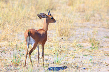 Steenbok - aphicerus campestris - It is the smallest antelope in Southern Africa - Hwange National Park, Zimbabwe