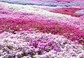 Naklejka premium Purple, pink carpet of Phlox Subulata (creeping phlox, moss phlox, moss pink, or mountain phlox) flowers.