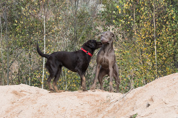 Zwei Jagdhunde bei Kontaktaufnahme