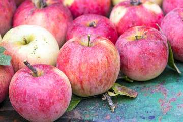 Abundant harvest of red organic apples