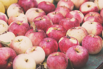 Abundant harvest of red organic apples