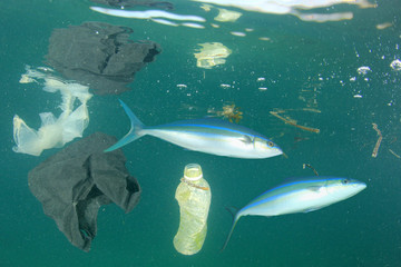 Obraz na płótnie Canvas Fish and plastic pollution in ocean 