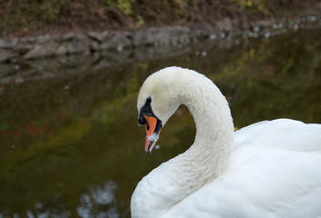 Obraz premium white swan cleaning it's feathers in a pond, close-up