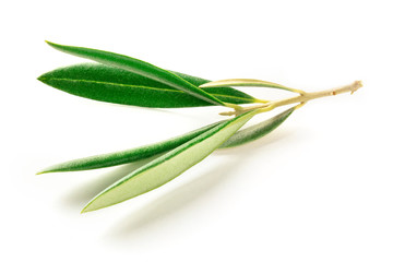 A photo of a vibrant green olive tree branch on a white background