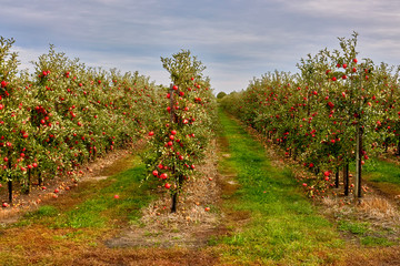 Fototapeta na wymiar Poland around the city of Elblag, growing apples