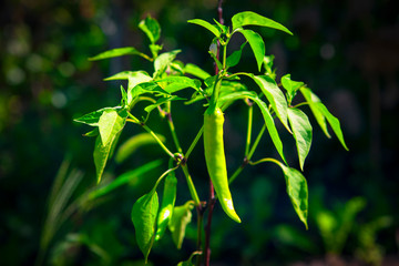 green hot peppers growing in the garden 