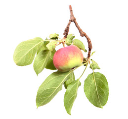 Apple tree branch with fruits on an isolated white background.