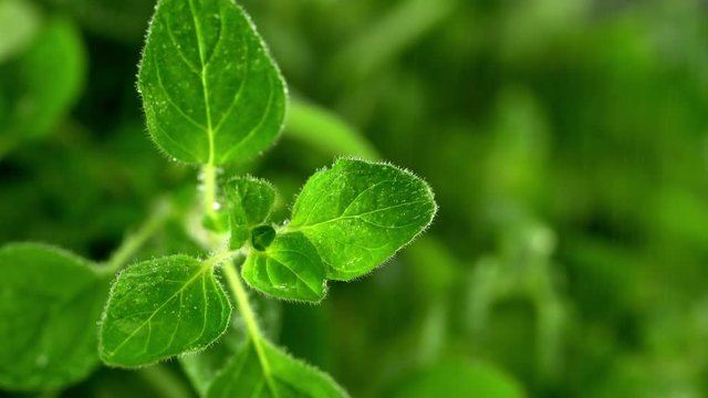 Sch&ouml;ner Oregano Strauch mit Wasser Tropfen