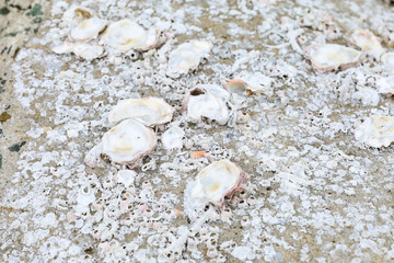 shells from the sea on the stone