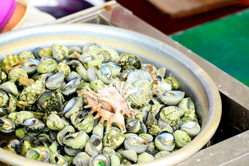 Shell from the sea in Busan, South Korea