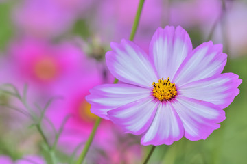 Obraz premium コスモスの花