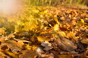 Yellow maple leaves on the ground. Sunny autumn morning. Sunlight. Autumn background.