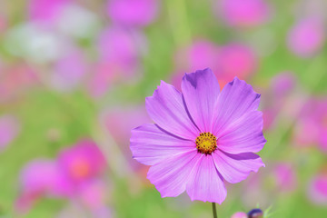 Fototapeta premium コスモスの花