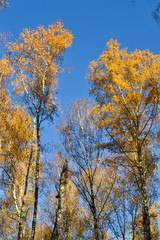 Golden birch leaves on vibrant blue sky background in autumn