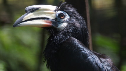 The oriental pied hornbill (Anthracoceros albirostris) is an Indo-Malayan pied hornbill, a large canopy-dwelling bird belonging to the Bucerotidae family.