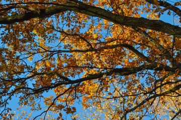 Oak branches with autumn colored leaves close-up. yellow, red, green autumn leaves