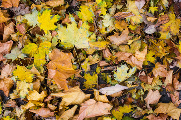 a autumn yellow leaves on the ground