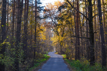 Forest road autumn sunny morning. Russia. Moscow region