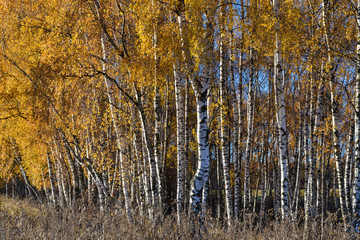 Golden birch leaves on vibrant blue sky background in autumn