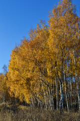 Golden birch leaves on vibrant blue sky background in autumn