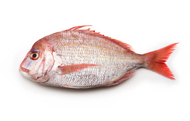 Sea breams ( sea breams / porgies or Sea bass Tai) isolated on white. Fish used for Sushi and othe...