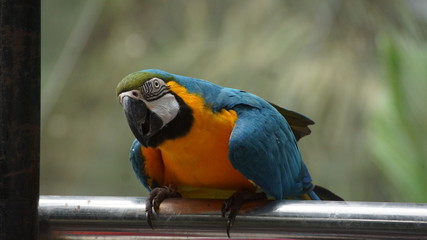 Macaw or parrot parakeet 