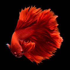 Red Betta Siamese fighting fish. Fins and tail like long skirts, half moon tail, perfect fish elegance. Fish with red color It is believed that lucky and bring good luck to the owner. Fish in Thailand © noiphoto