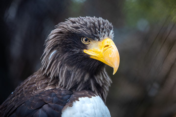 Riesenadler
