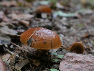mushroom