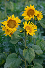 Obraz premium Sonnenblumen-Feld (Helianthus annuus), 