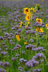 Sonnenblumen und Bienenfleiß oder Bienenweide,  Blüten