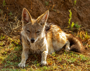 silver back jackal