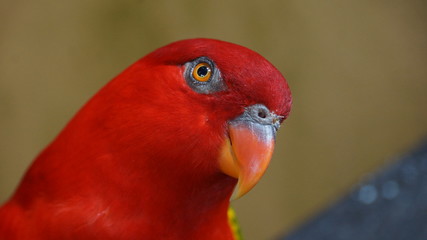 Fototapeta na wymiar The red lory (Eos bornea) is a species of parrot in the family Psittaculidae. It is the second most commonly kept lory in captivity, after the rainbow lorikeet.