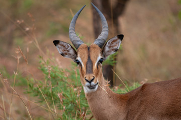 Portrait of an impala 