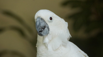 The white cockatoo, also known as the umbrella cockatoo, is a medium-sized all-white cockatoo endemic to tropical rainforest on islands of Indonesia.