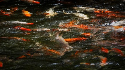 A group of Koi fish in a pond