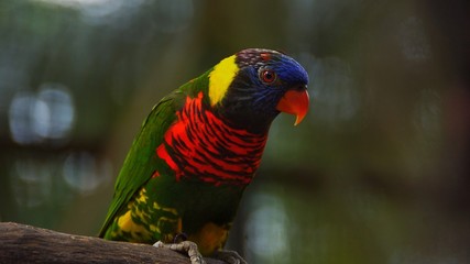 Naklejka premium Loriinae or lorikeet are rainbow lory which are small birds, mostly of bright colors and inhabitants of Oceania and the islands of Southeast Asia. 