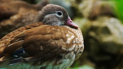 Brown feather duck in a pond