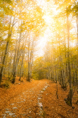 Beautiful morning in the misty autumn forest with sun rays