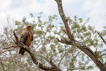 Tawny eagle watching over the savanna 