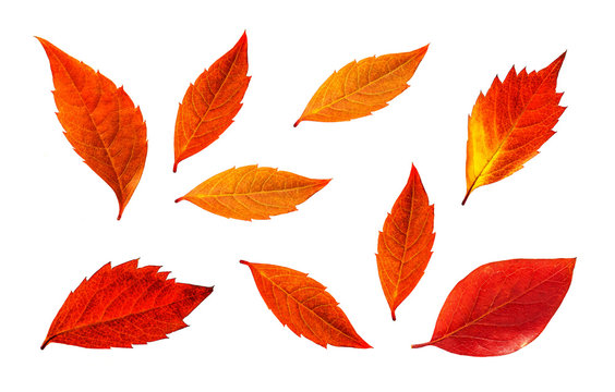 Red leaves collage isolated on white background, autumn foliage