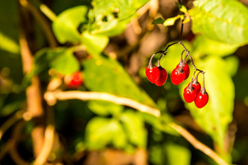 Solanum dulcamara, medicinal plant with ripe berries
